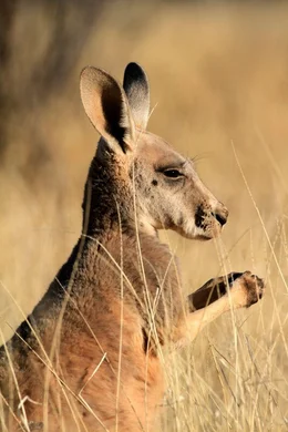 Kleiner Held im Outback: Die ersten sechs Monate verbringt das  junge K&auml;nguru ausschlie&szlig;lich im Beutel der Mutter &ndash; dann beginnt es, die Weiten im Herzen Australiens zu entdecken.