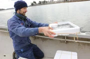 Fischer Nils Ross setzt Glasaale in der Schlei aus. Fischer Nils Ross setzt Glasaale in der Schlei aus.