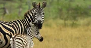 Zebra Tishala muss gut auf ihr Fohlen aufpassen. Zebra Tishala muss gut auf ihr Fohlen aufpassen.