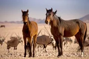 Wüstenpferde und Oryx Antilopen im Hintergrund. Wüstenpferde und Oryx Antilopen im Hintergrund.