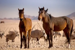W&uuml;stenpferde und Oryx Antilopen im Hintergrund.