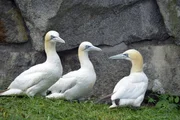 Im Tierpark Berlin müssen den Basstölpeln mal wieder die Flügel gestutzt werden. Im Tierpark Berlin müssen den Basstölpeln mal wieder die Flügel gestutzt werden.