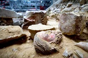 Bei den archäologischen Arbeiten wurden Fragmente des mittelalterlichen Lettners freigelegt. Bei den archäologischen Arbeiten wurden Fragmente des mittelalterlichen Lettners freigelegt.