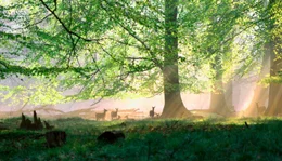 Eine Rothirschherde rastet friedlich mitten in einem noch sehr urspr&uuml;nglichen Wald.