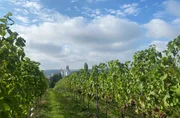 Weinanbau im Hintergrund Stadt Meißen Weinanbau im Hintergrund Stadt Meißen