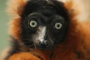 Ein Vari.