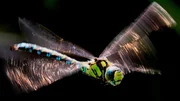 Gro&szlig;libellen schlagen ihre Fl&uuml;gel ca. 35-mal in der Sekunde und k&ouml;nnen 50 km/h erreichen. Der Brustabschnitt enth&auml;lt kr&auml;ftige Flugmuskeln &ndash; bei Gro&szlig;libellen k&ouml;nnen sie 2/3 des K&ouml;rpergewichtes ausmachen.
