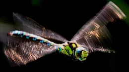 NDR Fernsehen EXPEDITIONEN INS TIERREICH, "Die Oker - Wildnis zwischen Harz und Braunschweig", am Mittwoch (27.10.21) um 20:15 Uhr. Gro&Atilde;&Yuml;libellen schlagen ihre Fl&Atilde;&frac14;gel ca. 35-mal in der Sekunde und k&Atilde;&para;nnen 50 km/h erreichen. Der Brustabschnitt enth&Atilde;&curren;lt kr&Atilde;&curren;ftige Flugmuskeln &acirc;&euro;&ldquo; bei Gro&Atilde;&Yuml;libellen k&Atilde;&para;nnen sie 2/3 des K&Atilde;&para;rpergewichtes ausmachen. &Acirc;&copy; NDR/NDR Naturfilm/doclights/Georg R&Atilde;&frac14;ppell, honorarfrei - Verwendung gem&Atilde;&curren;&Atilde;&Yuml; der AGB im engen inhaltlichen, redaktionellen Zusammenhang mit genannter NDR-Sendung bei Nennung "Bild: NDR/NDR Naturfilm/doclights/Georg R&Atilde;&frac14;ppell" (S2). NDR Presse und Information/Fotoredaktion, Tel: 040/4156-2306 oder -2305, pressefoto@ndr.de