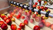 Farbe und Größe ist bei Mostobst egal. Saftig sollte der Apfel aber sein! Farbe und Größe ist bei Mostobst egal. Saftig sollte der Apfel aber sein!