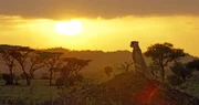 Malerischer kann ein Gepard nicht in die Landschaft blicken. Malerischer kann ein Gepard nicht in die Landschaft blicken.