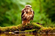 NDR Fernsehen DAS GRÜNE WUNDER - UNSER WALD, am Sonntag (19.01.14) um 20:15 Uhr. Der Mäusebussard ist deutschlandweit zu finden, an seiner Badestelle im Wald und mit nassem Gefieder trifft man ihn nur selten an. NDR Fernsehen DAS GRÜNE WUNDER - UNSER WALD, am Sonntag (19.01.14) um 20:15 Uhr. Der Mäusebussard ist deutschlandweit zu finden, an seiner Badestelle im Wald und mit nassem Gefieder trifft man ihn nur selten an.