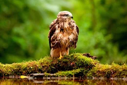 NDR Fernsehen DAS GR&Uuml;NE WUNDER - UNSER WALD, am Sonntag (19.01.14) um 20:15 Uhr. Der M&auml;usebussard ist deutschlandweit zu finden, an seiner Badestelle im Wald und mit nassem Gefieder trifft man ihn nur selten an.