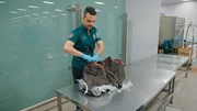 Qatar fog lights, Uzbek meat destroyed, French powder tested. Qatar fog lights, Uzbek meat destroyed, French powder tested.