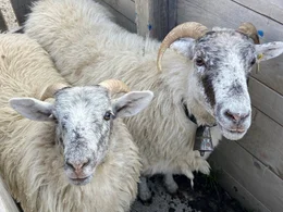 Almabtrieb.