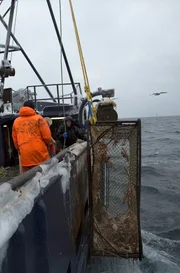 It's the deadliest job on earth: crab fishing off the Alaska coast on the icy Bering Sea, home of the most violent waters on earth. During the five-day season, a handful of adventurers will battle Arctic weather, brutal waves, and a ticking clock for a chance at big money in this modern day gold rush.
