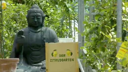 Zitronengarten in K&auml;rnten.