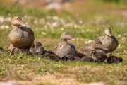 Eiderentenm&uuml;tter tun sich oft zu Gruppen zusammen, um ihre Jungen vor M&ouml;wen zu besch&uuml;tzen.