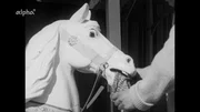 Hinter den Kulissen auf dem Oktoberfest 1960 - Mundpflege beim Karussellpferd. Hinter den Kulissen auf dem Oktoberfest 1960 - Mundpflege beim Karussellpferd.
