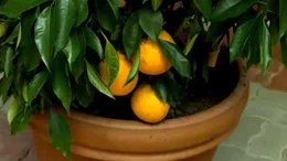 Zitronenbaum.