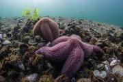 Seesterne sind &auml;u&szlig;erst gefr&auml;&szlig;ig &ndash; einzeln sind sie keine echte Bedrohung f&uuml;r die Miesmuscheln, in Scharen sieht das anders aus.