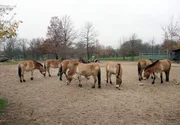 ARD/SWR EISBÄR, AFFE & CO FOLGE 160, "Zoogeschichten aus Stuttgart", am Donnerstag um 16:10 Uhr im ERSTEN. Bei den Przewalskipferden, die in der Wilhelma die bestmögliche Pflege erhalten, gibt es ein Sorgenkind: Die Hufe von Stute Maura müssen nach der OP kontrolliert werden. ARD/SWR EISBÄR, AFFE & CO FOLGE 160, "Zoogeschichten aus Stuttgart", am Donnerstag um 16:10 Uhr im ERSTEN. Bei den Przewalskipferden, die in der Wilhelma die bestmögliche Pflege erhalten, gibt es ein Sorgenkind: Die Hufe von Stute Maura müssen nach der OP kontrolliert werden.