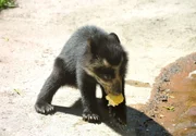 rbb Fernsehen PANDA, GORILLA & CO., TEIL 217, "Geschichten aus dem Zoo Berlin und dem Tierpark Berlin", am Freitag (24.02.12) um 21:00 Uhr. Die Brillenb&auml;renkinder sind schon ganz sch&ouml;n mutig: Nach dem ersten Streit um Fisch und Mais treiben sie sich in extrem hohen B&auml;umen mit gef&auml;hrlich d&uuml;nnen &Auml;sten herum.