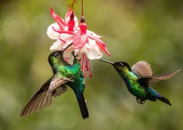 Wenn Kolibris Nektar aus Bl&uuml;ten trinken, best&auml;uben sie diese - und die Pflanze entwickelt Fr&uuml;chte. So sorgen die kleinen V&ouml;gel daf&uuml;r, dass auch viele andere Tiere genug Futter finden.