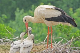 Storchenfamilienidylle: Noch wird im Nest der Wei&szlig;st&ouml;rche bei Sonnenschein gef&uuml;ttert. Wenn allerdings Gewitter aufziehen, liegt ihr Horst sehr exponiert.