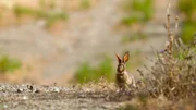 Der Retter dieses Naturparks - das Kaninchen. Der Retter dieses Naturparks - das Kaninchen.
