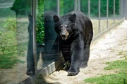 rbb Fernsehen PANDA, GORILLA & CO., TEIL 216, "Geschichten aus dem Zoo Berlin und dem Tierpark Berlin", am Freitag (17.02.12) um 21:00 Uhr. Der junge, dynamische Schwarzb&auml;r Jesper wartet auf seinen Einlass ins Haus.