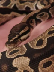 Snake.