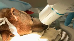 Mischling Simon leidet unter heftigen Zuckungen und Ausfallerscheinungen, seitdem ihm vor einiger Zeit ein Rei&szlig;zahn entfernt wurde. Sein Frauchen ist mit ihm deshalb in die Tierklinik nach Hofheim gekommen.