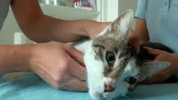 Kater Bolle war sechs Tage lang verschwunden. Er hat sich das Bein gebrochen. Wahrscheinlich wurde er von einem Auto angefahren. Jetzt ist er in der Tierklinik Hofheim die den Bruch chirurgisch versorgen und mit einer Schiene richten wird.