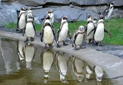 rbb Fernsehen PANDA, GORILLA & CO., TEIL 217, "Geschichten aus dem Zoo Berlin und dem Tierpark Berlin", am Freitag (24.02.12) um 21:00 Uhr. Endlich Nachwuchs bei den Humboldt-Pinguinen im Tierpark: Das lange Br&uuml;ten hat sich also gelohnt.