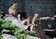 rbb Fernsehen PANDA, GORILLA & CO., TEIL 218, "Geschichten aus dem Zoo Berlin und dem Tierpark Berlin", am Freitag (02.03.12) um 21:00 Uhr. Auf k&ouml;rperliche Konfrontation aus sind die halbstarken Japan-Makaken-M&auml;nnchen. Die Affenpfleger aus dem Tierpark m&uuml;ssen deshalb beim F&uuml;ttern besonders auf der Hut sein.