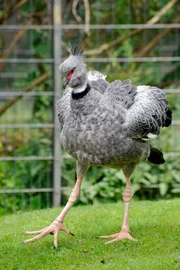 Ein Tschaja (Wehrvogel), der sich entgegen seinem Namen gegen Futterdiebe nicht zu wehren wei&szlig;.