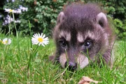 &bdquo;Wo bin ich hier gelandet?&ldquo; scheint sich das junge Waschb&auml;renm&auml;dchen zu fragen. Es irrt &uuml;ber eine Wiese - eigentlich sollte es noch bei seiner Mutter in der Baumh&ouml;hle sein.