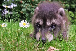 &bdquo;Wo bin ich hier gelandet?&ldquo; scheint sich das junge Waschb&auml;renm&auml;dchen zu fragen. Es irrt &uuml;ber eine Wiese - eigentlich sollte es noch bei seiner Mutter in der Baumh&ouml;hle sein.