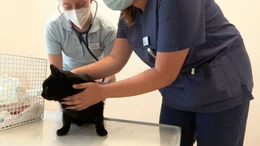 Bei Kater Azrael bekommt immer schlechter Luft. Die Untersuchung zeigt: Ein gro&szlig;er Tumor ist schuld. Des Katers Nase braucht eine Bestrahlungstherapie.