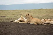 Lions in the dirt in Tanzania. Lions in the dirt in Tanzania.