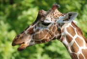 Ganz ungew&ouml;hnlich: Giraffen haben blauen Zungen.