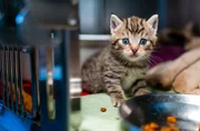Plötzlich müssen im Tierheim Bergheim fünf Kitten versorgt werden, weil ihre Mutter nach der Geburt zu schwach ist. Wer spielt Katzenmutter rund um die Uhr? Plötzlich müssen im Tierheim Bergheim fünf Kitten versorgt werden, weil ihre Mutter nach der Geburt zu schwach ist. Wer spielt Katzenmutter rund um die Uhr?