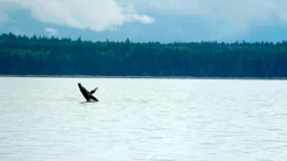 Der gro&szlig;e Nahrungsreichtum in der K&uuml;stenregion von Vancouver Island zieht viele Wale an. Der rege Schiffsverkehr ist gef&auml;hrlich f&uuml;r die majest&auml;tischen Tiere: Viele Buckelwale wurden bereits durch Schiffsschrauben verletzt.
