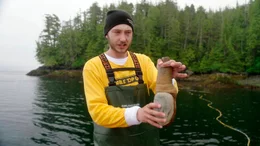 Vancouver Island hat sich zu einem Hauptlieferanten der wilden Elefantenru?sselmuschel entwickelt. Sie weckt wegen ihres Aussehens weltweit Phallus-Assoziationen. Im asiatischen Raum gilt der Verzehr als potenzsteigernd.