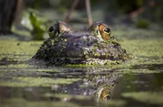 Schwergewicht unter den Amphibien: Nordamerikanische Ochsenfrösche bringen bis zu ein Kilo auf die Waage. Schwergewicht unter den Amphibien: Nordamerikanische Ochsenfrösche bringen bis zu ein Kilo auf die Waage.