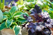 Blattschmuckpflanzen bringen mit ihren blaugrünen, silbernen, purpurfarbenen oder gelbgrünen Blättern über viele Monate Farbe und Struktur in den Garten. Blattschmuckpflanzen bringen mit ihren blaugrünen, silbernen, purpurfarbenen oder gelbgrünen Blättern über viele Monate Farbe und Struktur in den Garten.