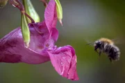 Das Himalaya-Balsamin fühlt sich in offenen Lebensräumen mit geringer Artenvielfalt, wie Wäldern mit Monokulturen, äußerst wohl. Das Himalaya-Balsamin fühlt sich in offenen Lebensräumen mit geringer Artenvielfalt, wie Wäldern mit Monokulturen, äußerst wohl.