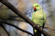 Eine robuste Vogelart: Halsbandsittiche sind perfekt an die europäischen Winter angepasst. Eine robuste Vogelart: Halsbandsittiche sind perfekt an die europäischen Winter angepasst.