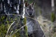 Der kleine Cousin des Kängurus: das Bennett-Wallaby Der kleine Cousin des Kängurus: das Bennett-Wallaby