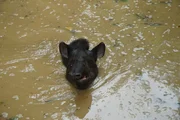 Tapire sind ausgezeichnete Schwimmer, der Rüssel ist ihr Schnorchel. Tapire sind ausgezeichnete Schwimmer, der Rüssel ist ihr Schnorchel.